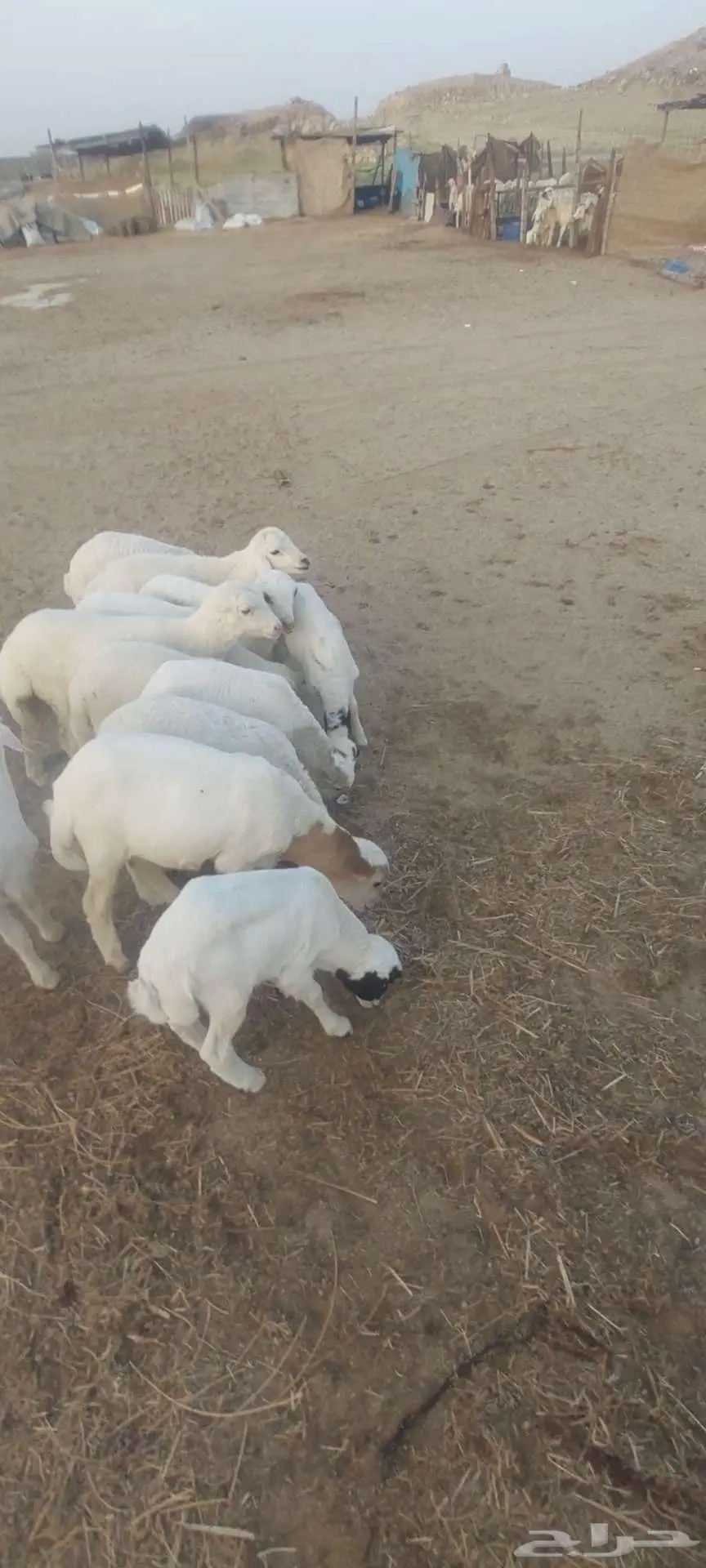 بهم تربية سمح. وخلفات معزا وضان ورخله 4