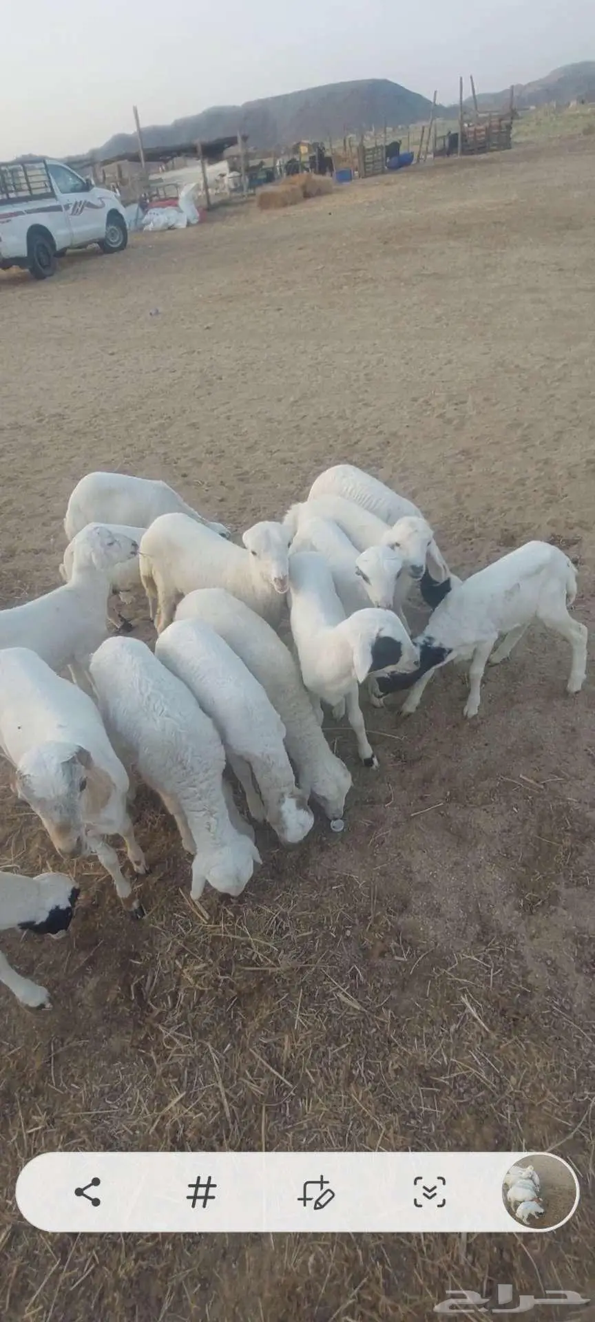 بهم تربية سمح. وخلفات معزا وضان ورخله 1