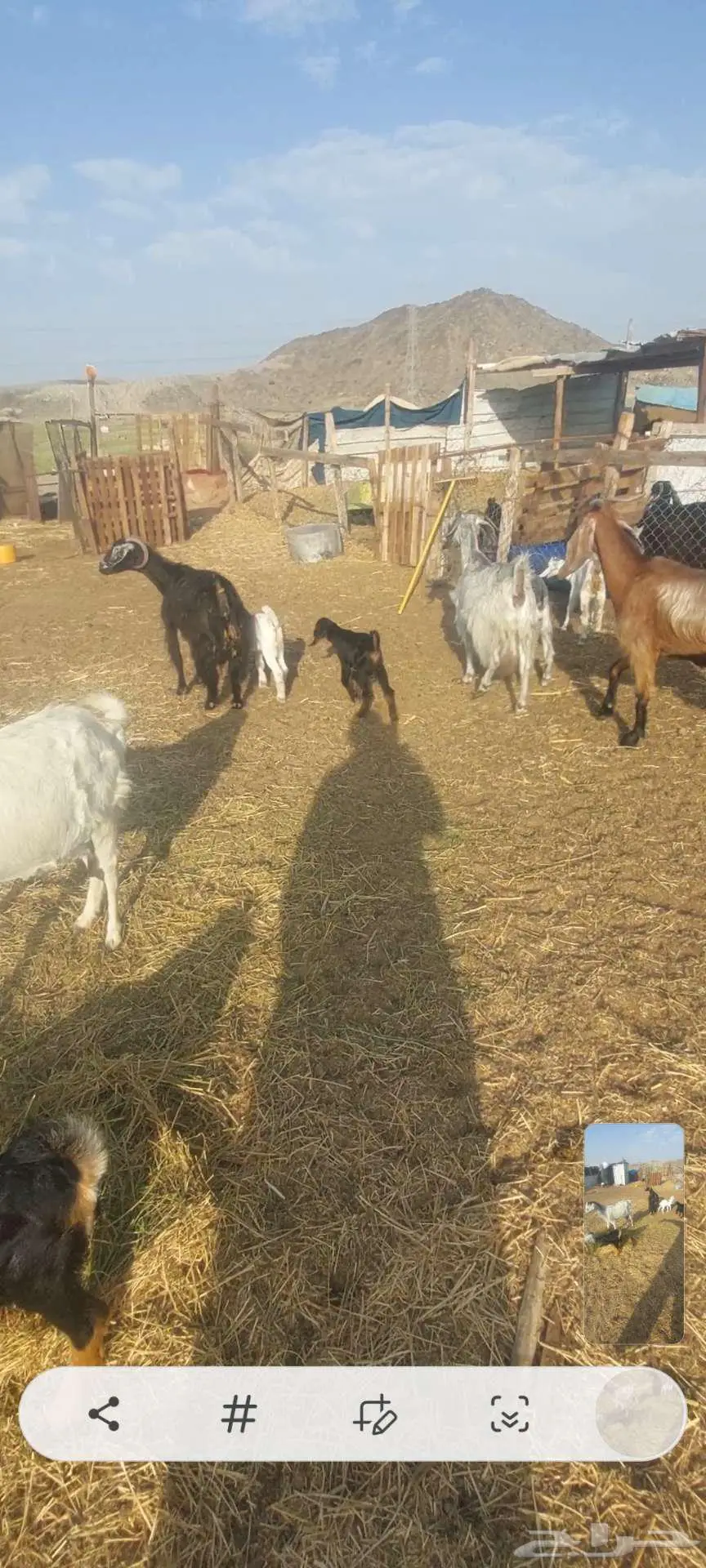 بهم تربية سمح. وخلفات معزا وضان ورخله 7