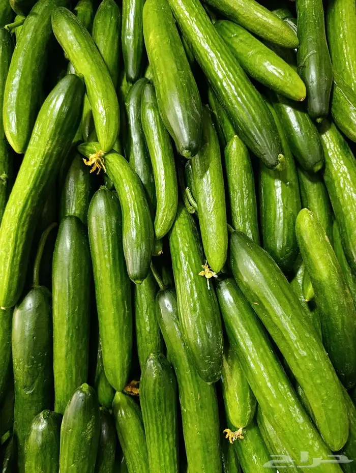 مورد الفواكة والخضروات الطازجة بجدة بافضل جودة وافضل سعر 23