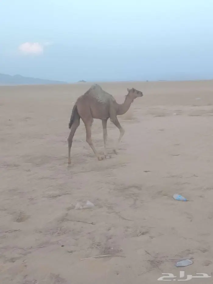 بكره فل شحم على حليب أمه 0