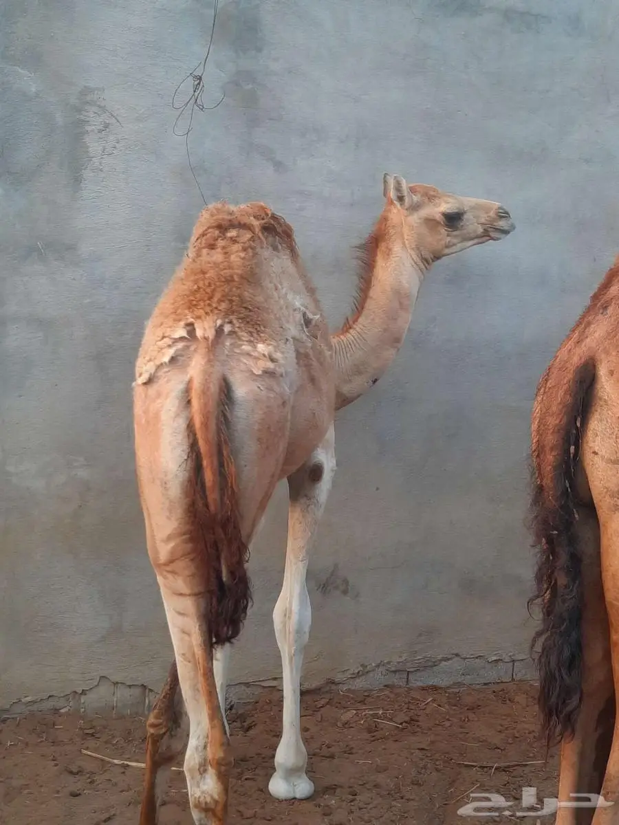 تم البيع حاشي بلدي شركه 2