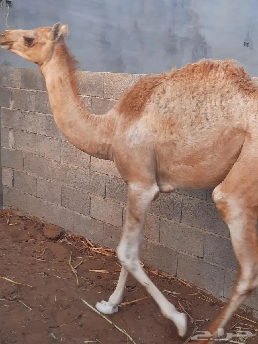 تم البيع حاشي بلدي شركه 1