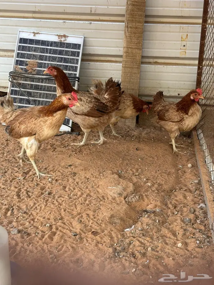 دجاج عربي حمر 0