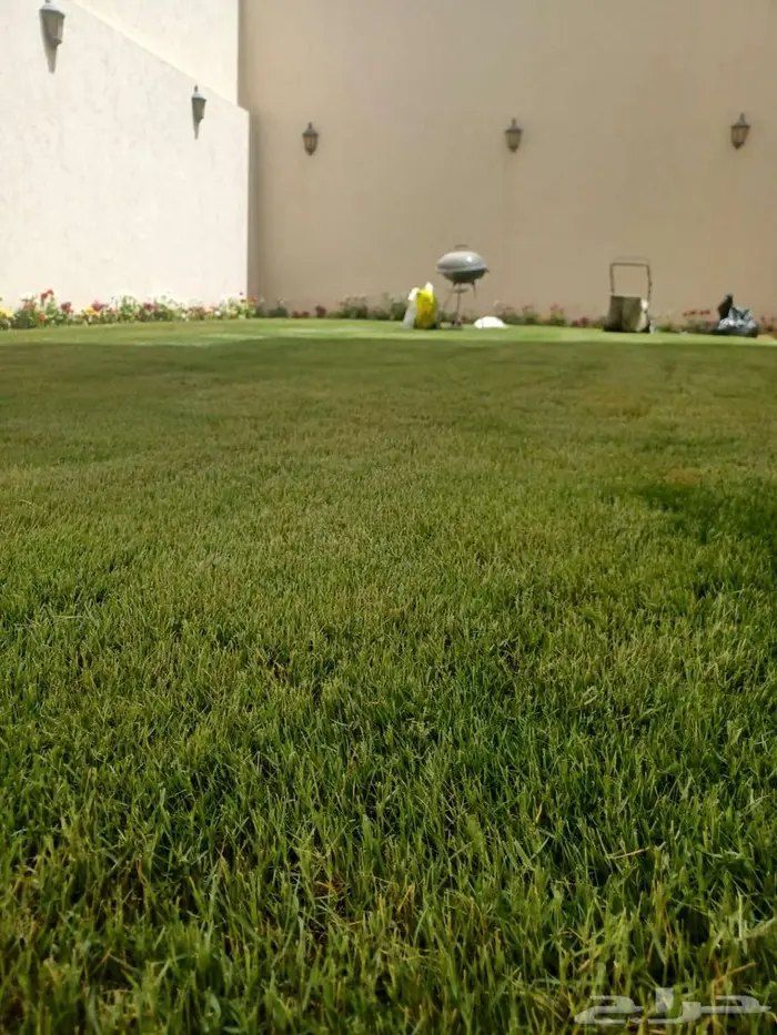 ثيل طبيعي ونخل وأشجار 7