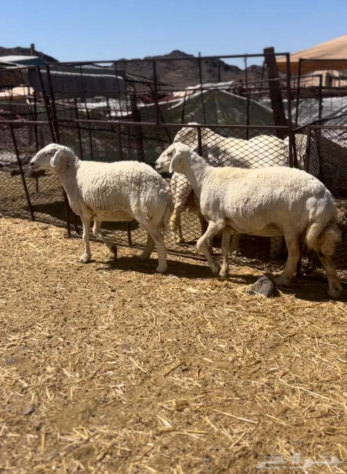 غنم مضاريع شرط 5
