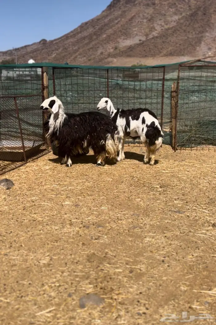 غنم مضاريع شرط 3