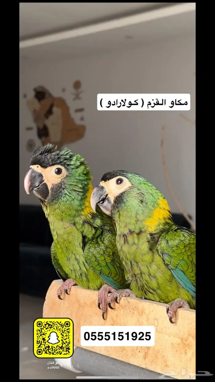 مكاو القزم 0