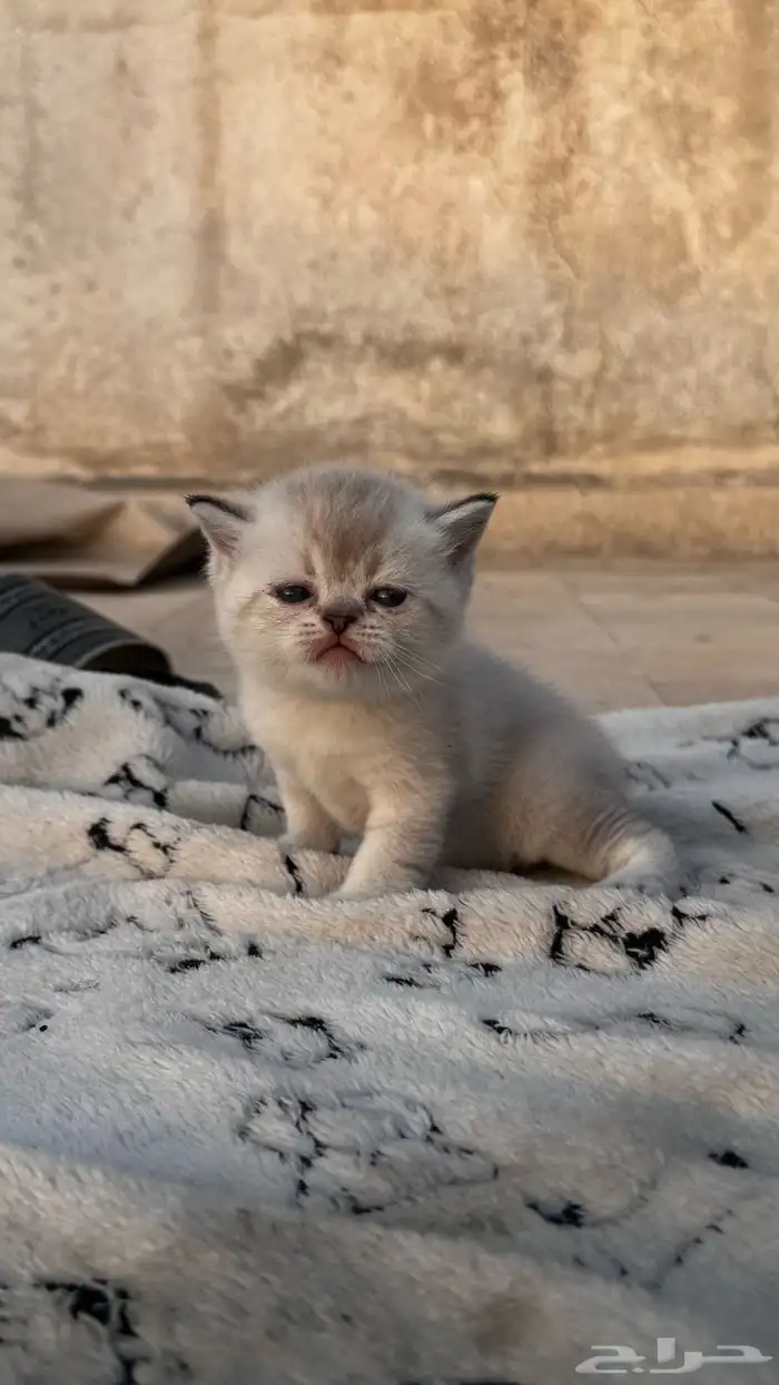 قطط صغيره سكواتش باقي 4 25