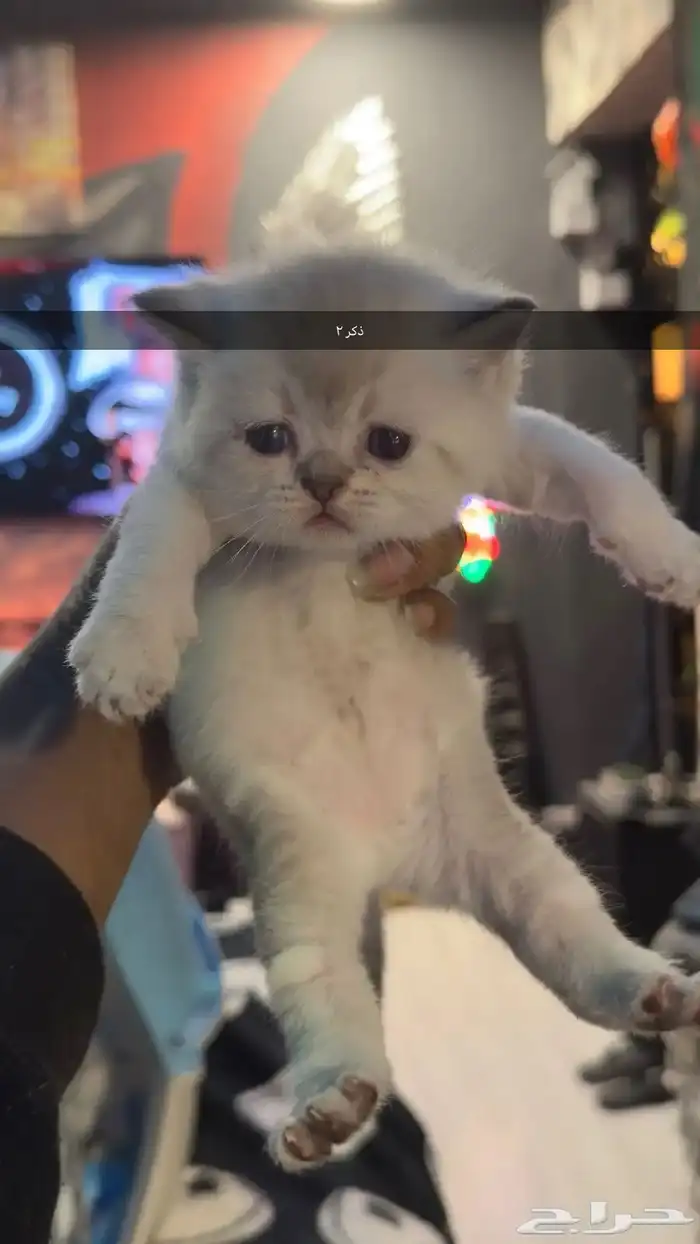قطط صغيره سكواتش باقي 4 8