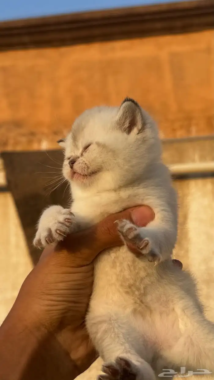 قطط صغيره سكواتش باقي 4 15