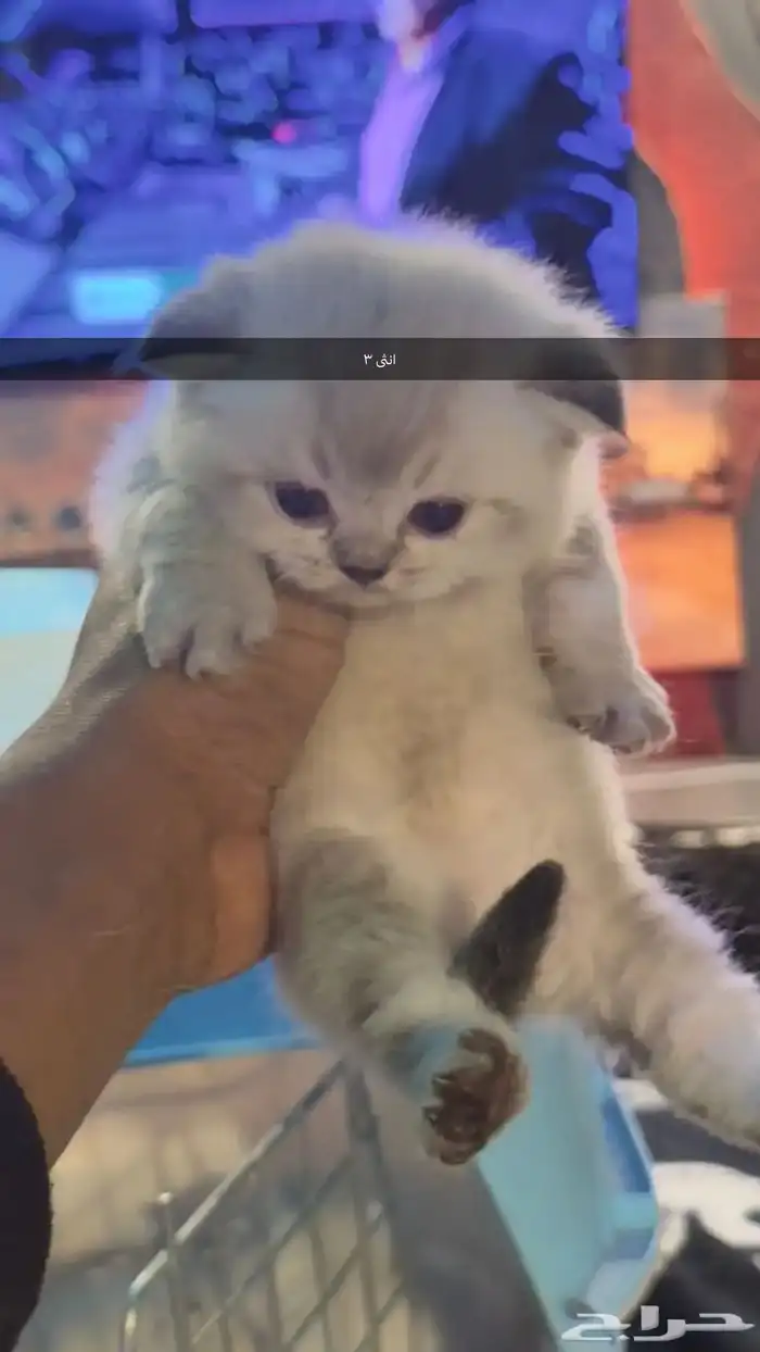 قطط صغيره سكواتش باقي 4 13