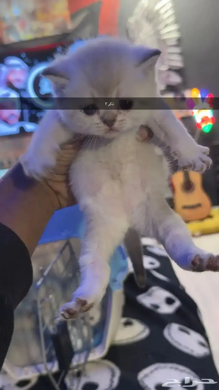قطط صغيره سكواتش باقي 4 11