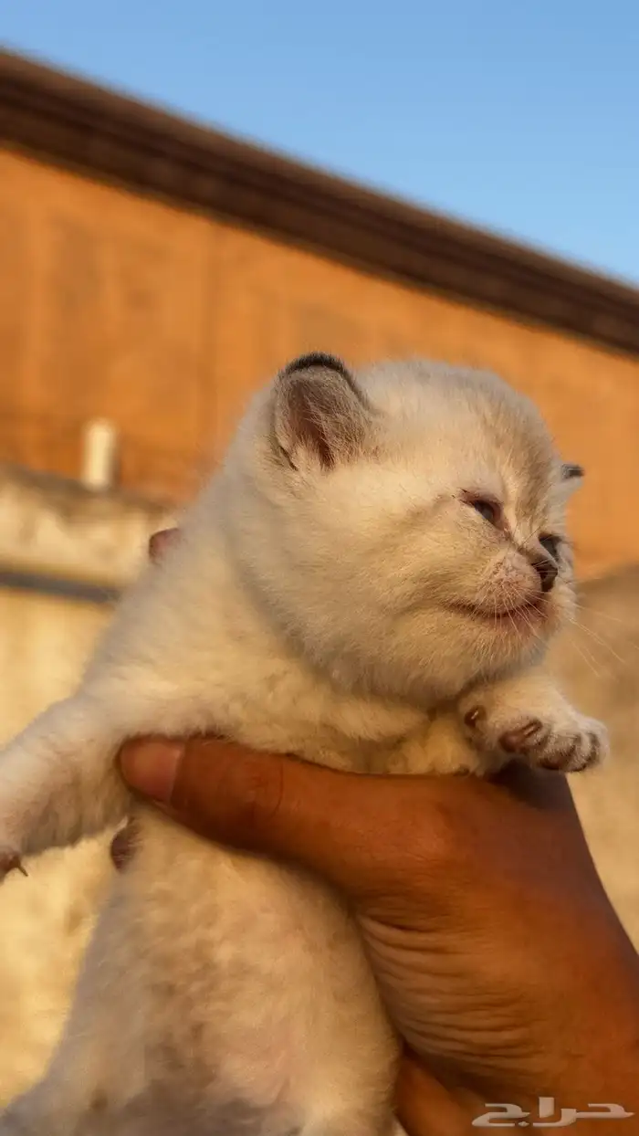 قطط صغيره سكواتش باقي 4 20