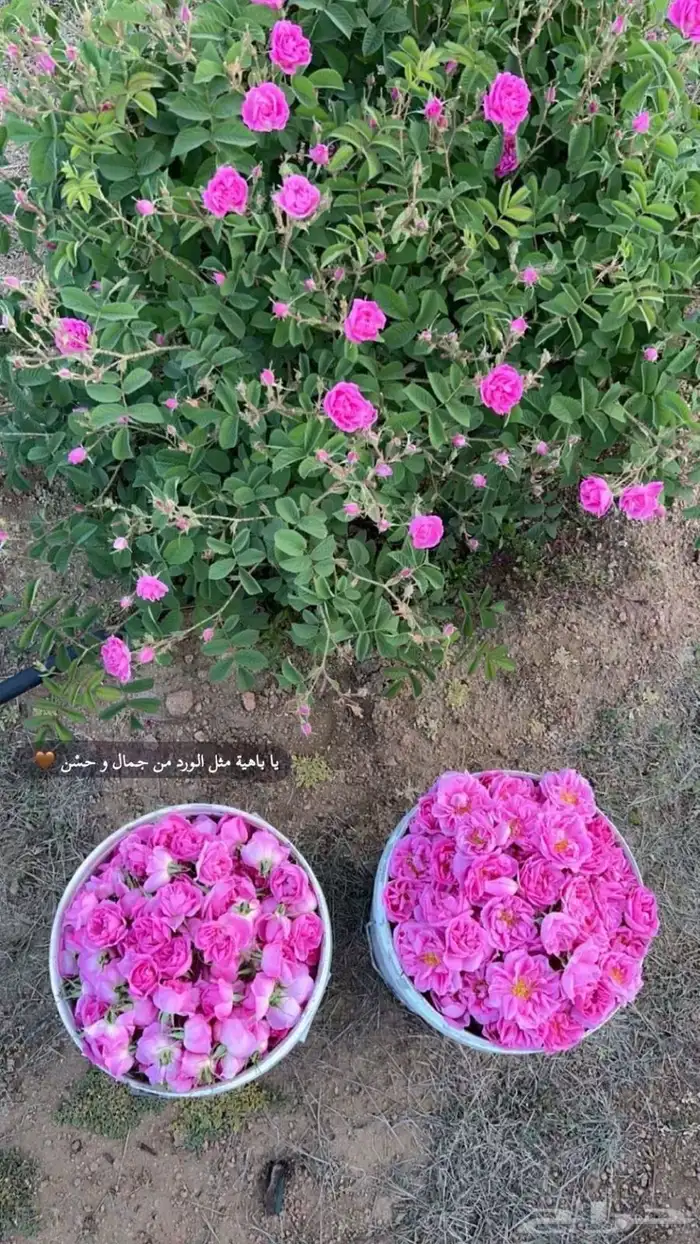 ورد طائفي قطف يومي 0