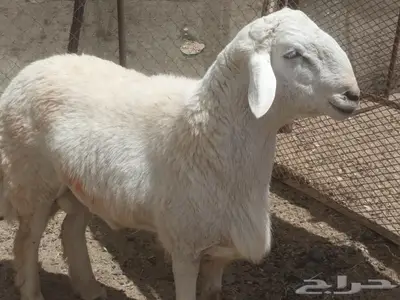 خروف حري صنف من حلال جابر المسعودي ابو عبدالعزيز 0