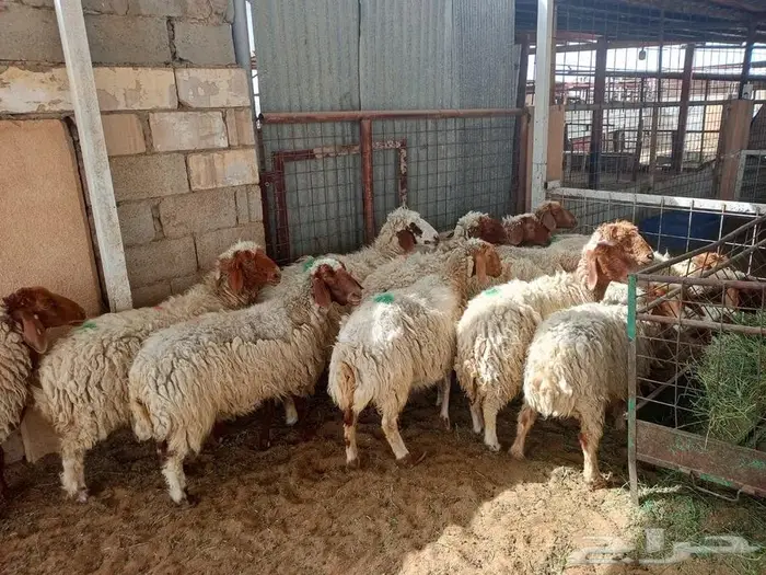 غنم نعيم دفيع شرط الفحص تم البيع 0