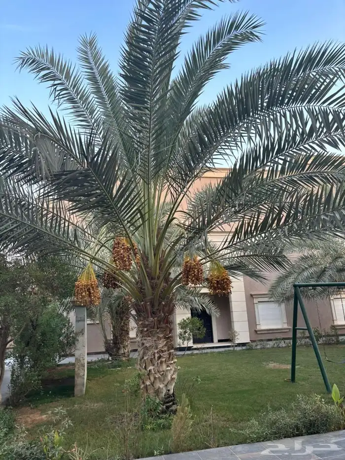 فيلا للبيع حي الملقاء مساحة 875م 14