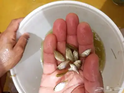 زريعه سمك تيلندي 0