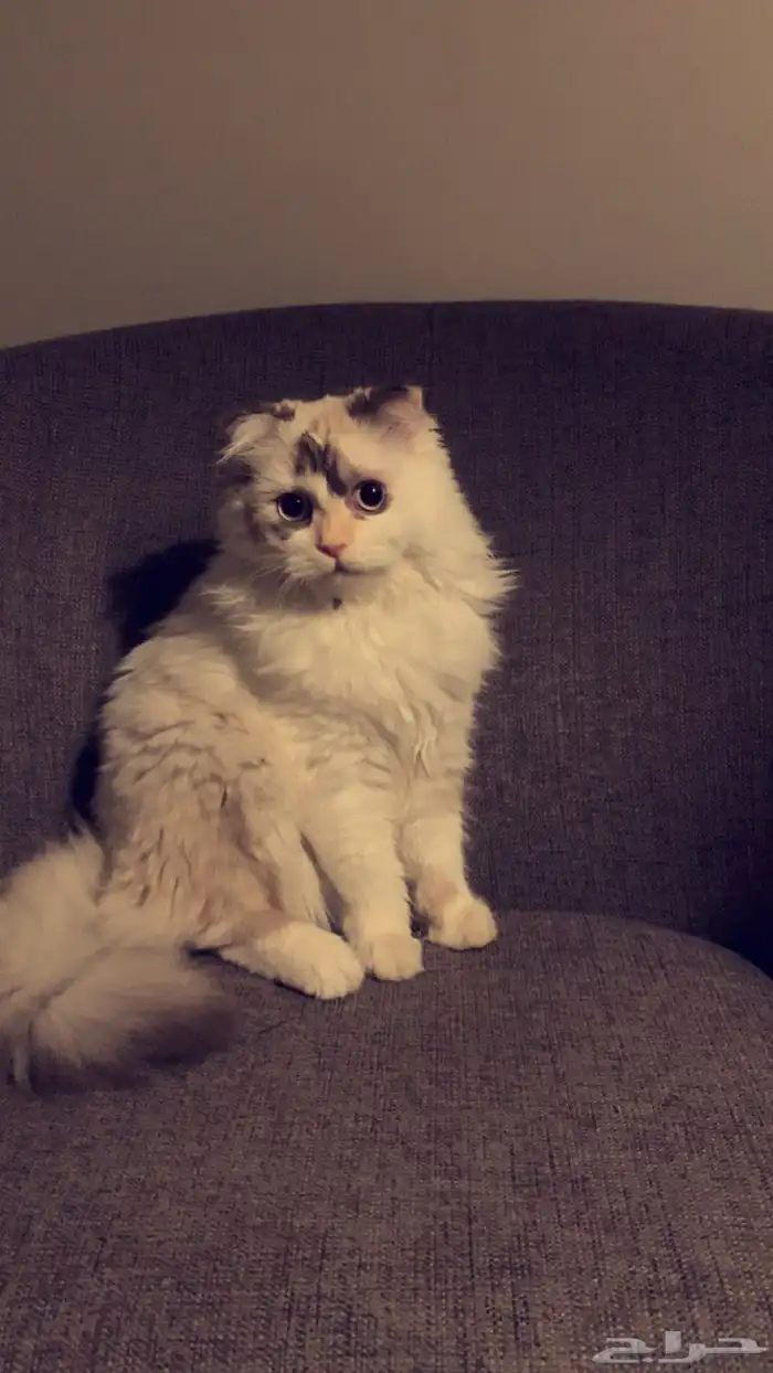 قطه لتبني عاجل 2