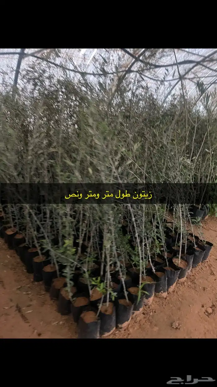 اشجار زيتون ونجيل طبيعي واشجار فواكه وزينه 9