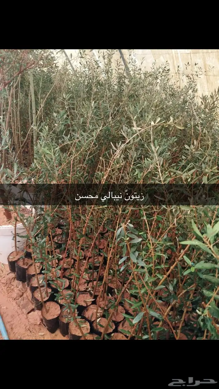 اشجار زيتون ونجيل طبيعي واشجار فواكه وزينه 4