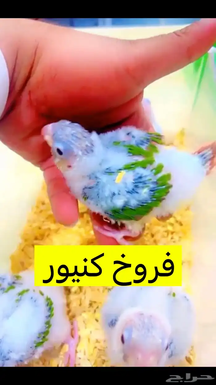 متوفر فروخ كنيور   دره هندي   روز   كروان 4