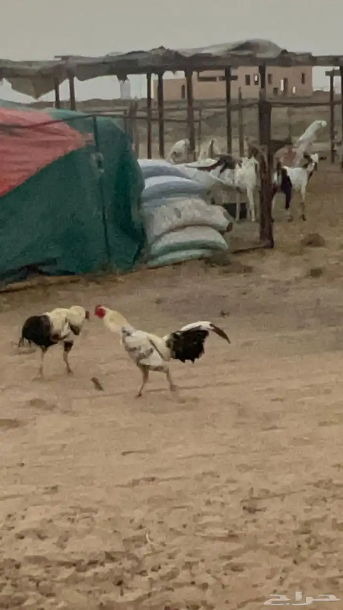 للبيع ديوك باكستاني ومهجن( تم البيع) 6