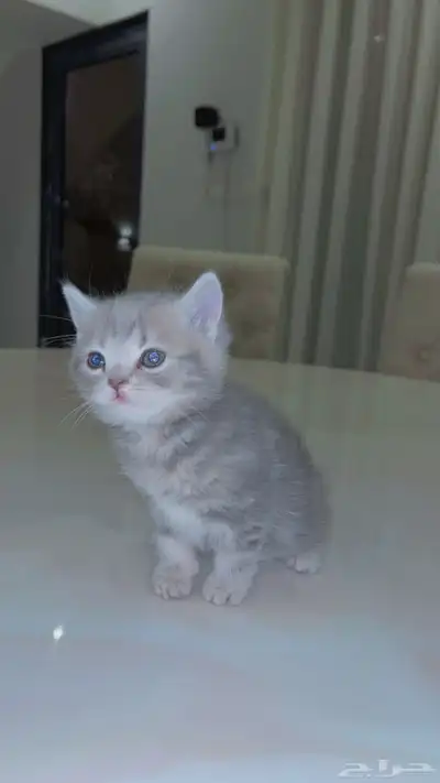 قطوه للبيع 0