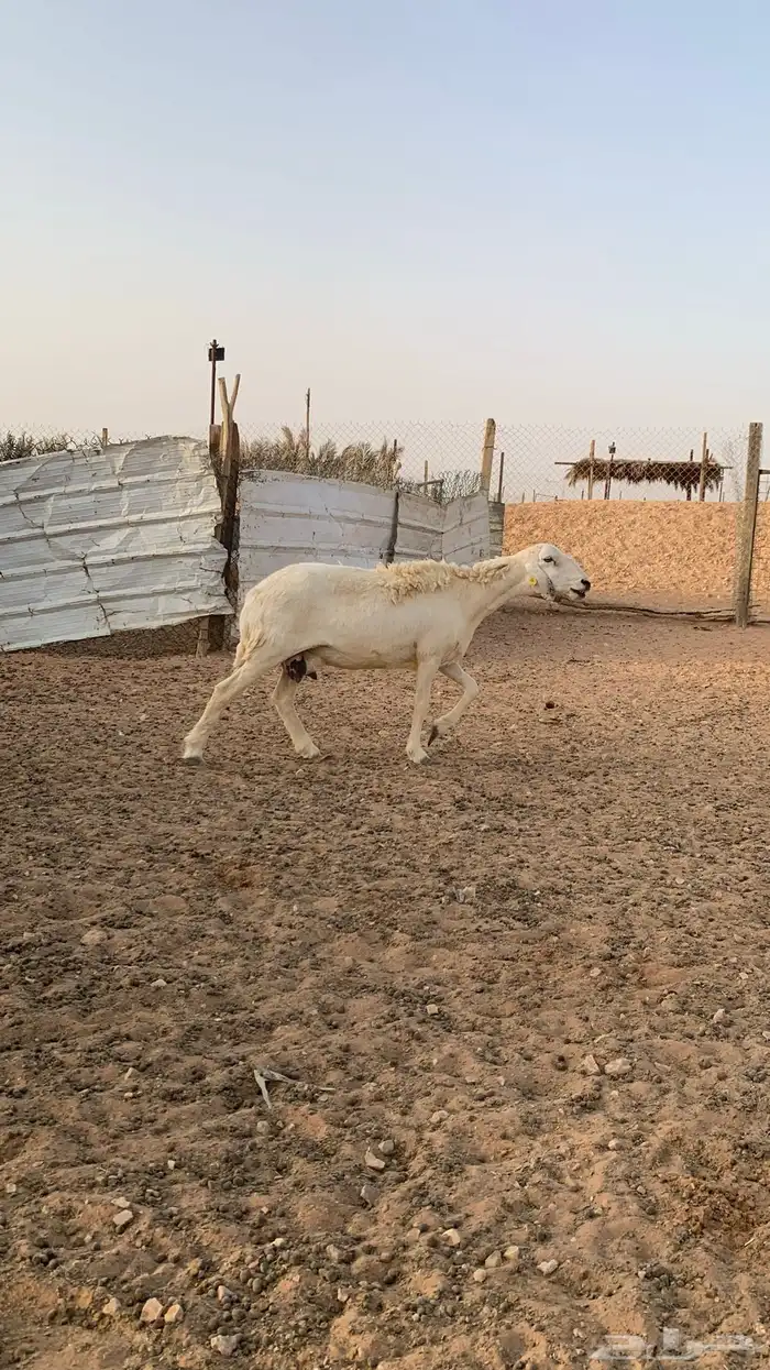 تم البيع 9