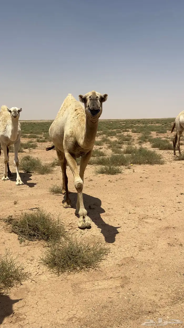 ناقه سنها سدس ناقة انتاج والقحه على بعير علياني . 0