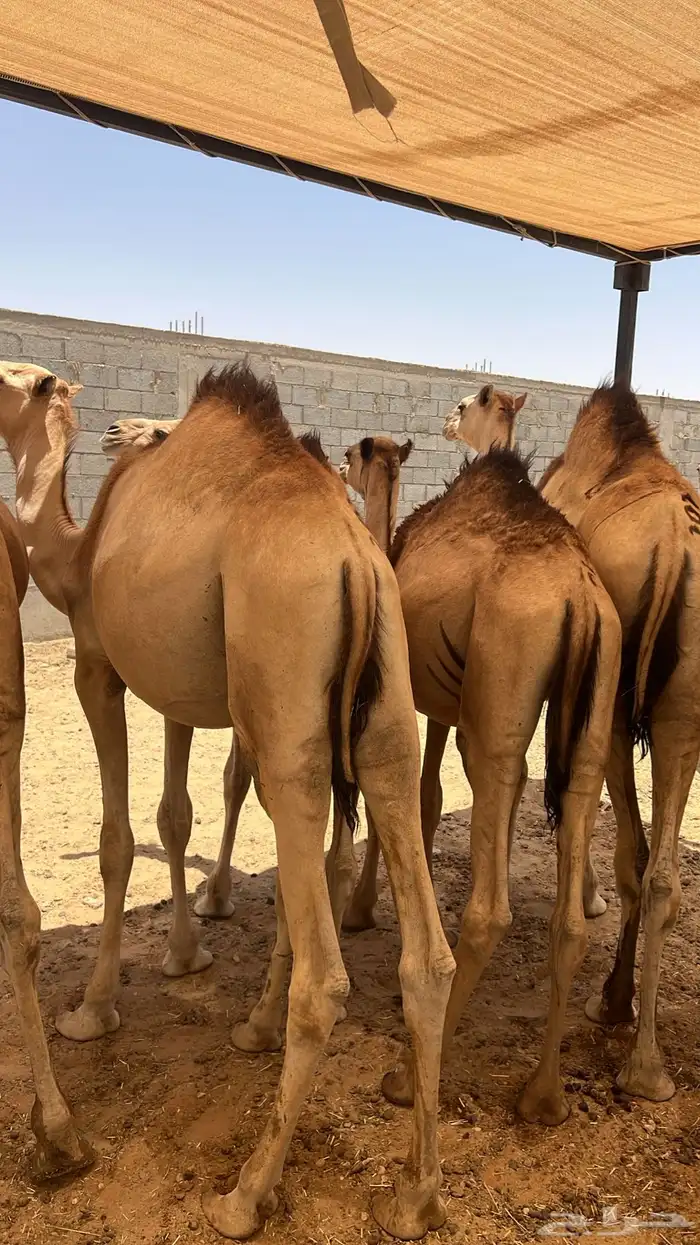 ذبايح وقعدان لااهل المناسبات والافراح 7