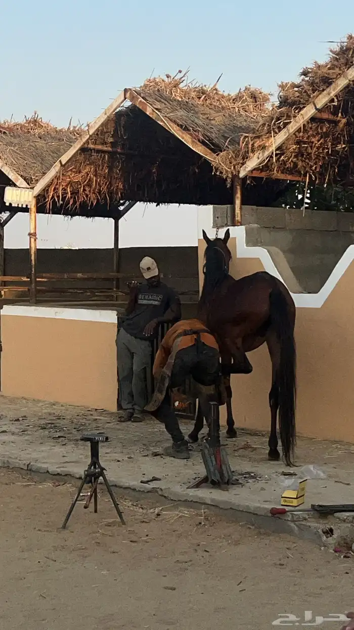 خيل ايواء مربط اعز النواصي المظيلف 0