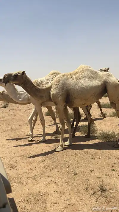 ناقه سنها سدس ناقة انتاج والقحه على بعير علياني . index