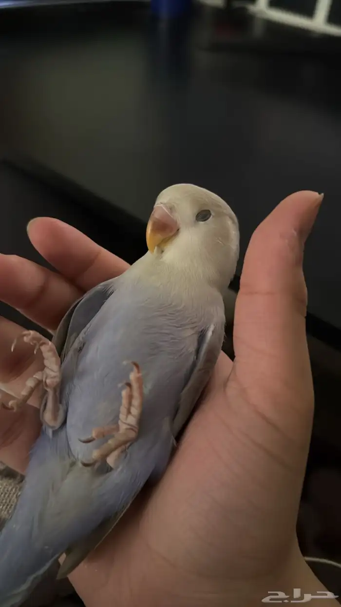 عصفور طير روز اليف مفقود حي السعادة 3