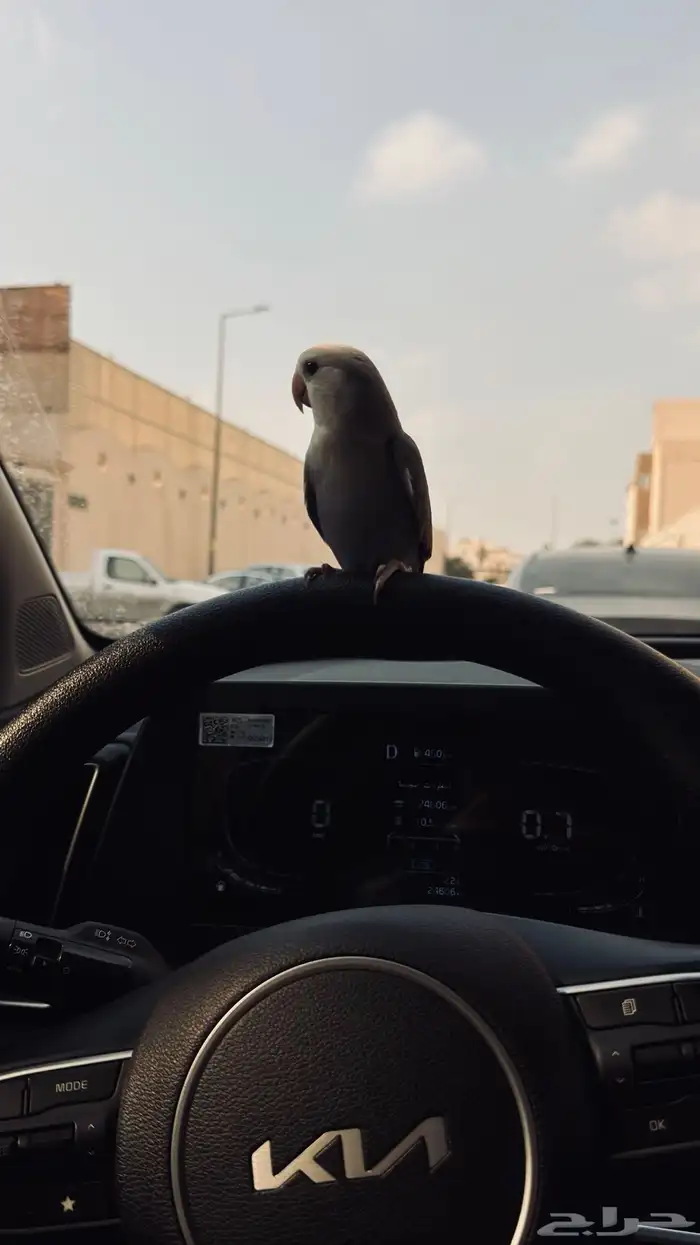 عصفور طير روز اليف مفقود حي السعادة 2