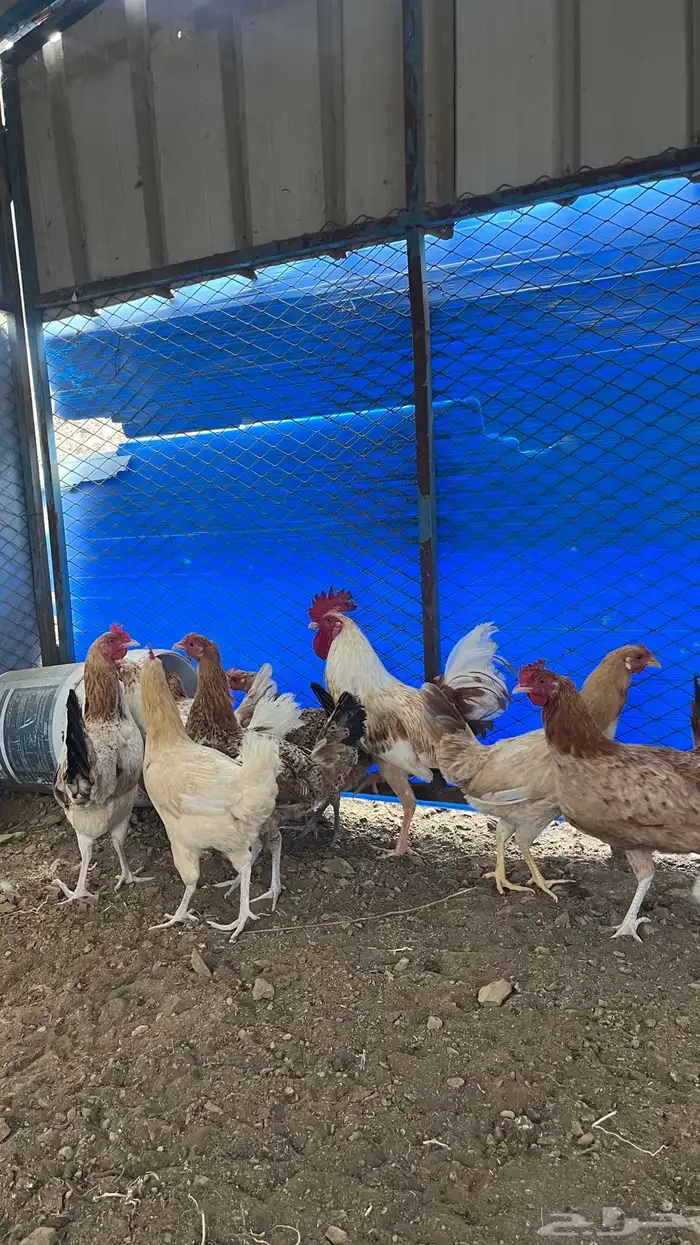 للبيع دجاج بلدي كفوو ألوان فواتح (( تم البيع تم البيع )) 0