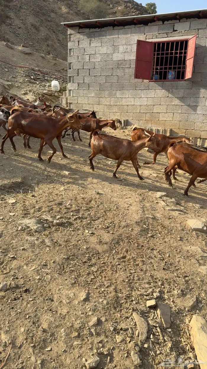 معزا دهم فواخر 3