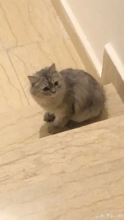 قطط من نوع شيرازي للتبني انثى وذكر 1