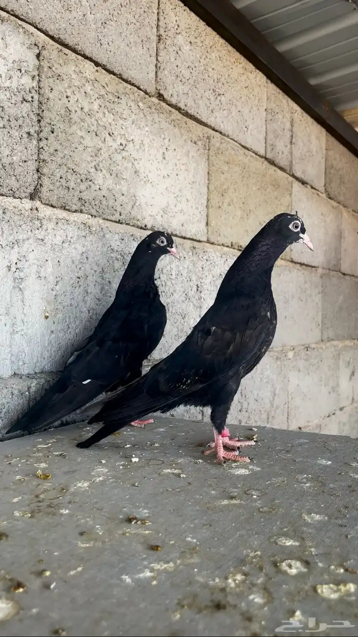 طبات رام بوري ( تم البيع ) 0