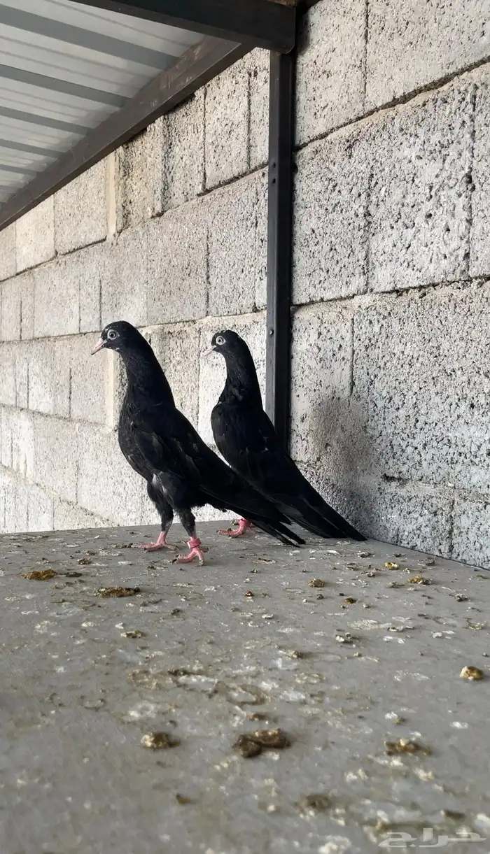 طبات رام بوري ( تم البيع ) 2