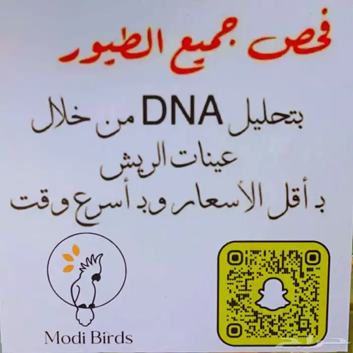 متجر Modi Birds مودي للحيوانات الاليفة 5