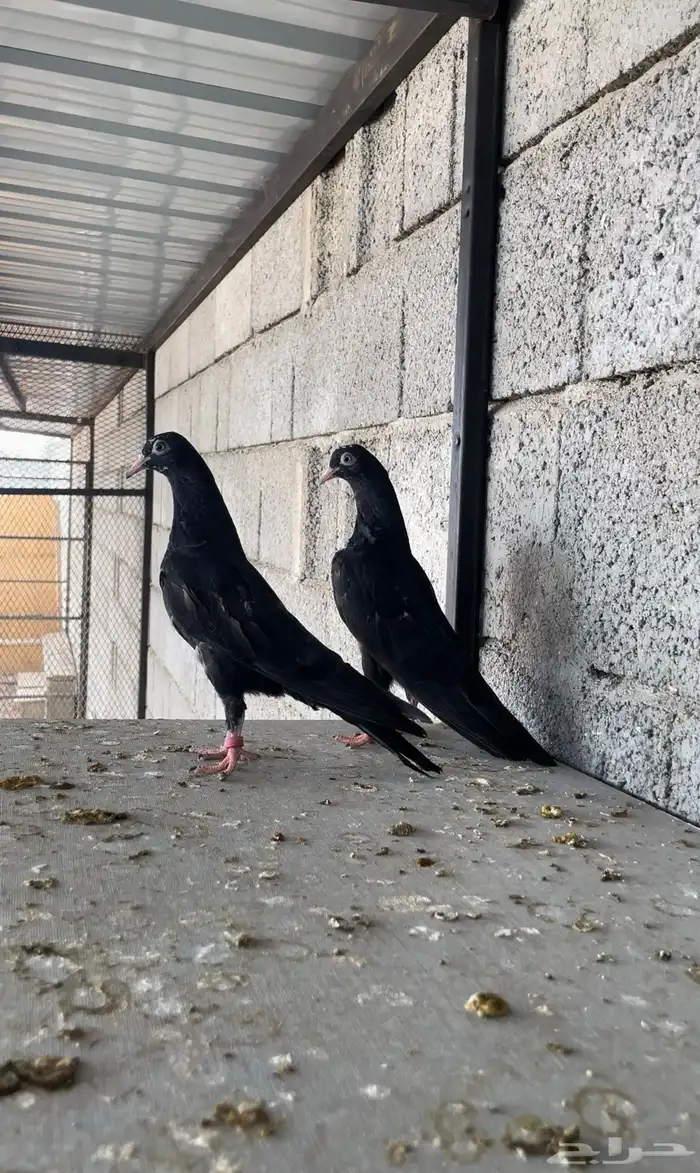 طبات رام بوري ( تم البيع ) 1