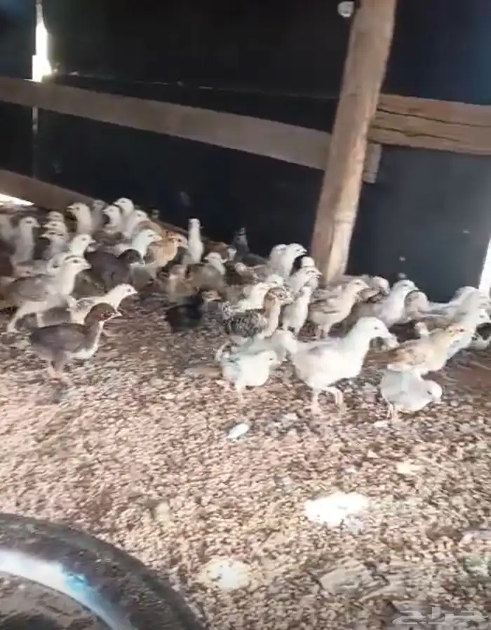 طيور دجاج 1