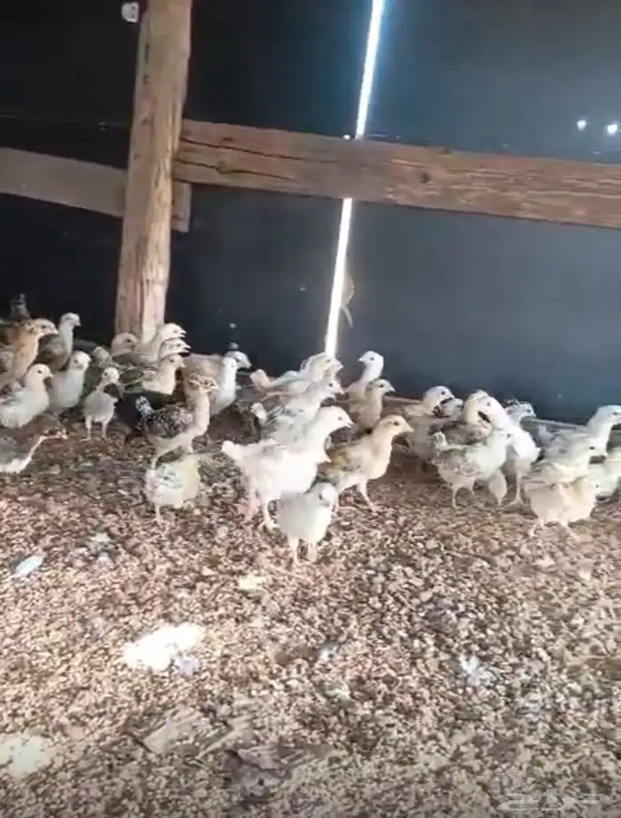 طيور دجاج 0