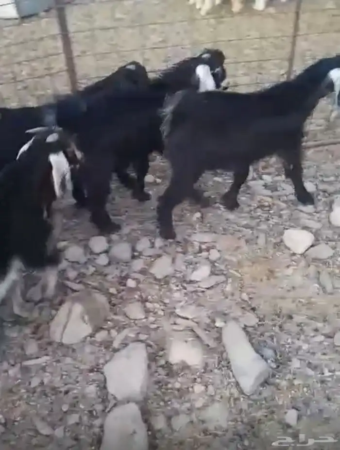 للبيع تيوس بهم تم لبيع 0