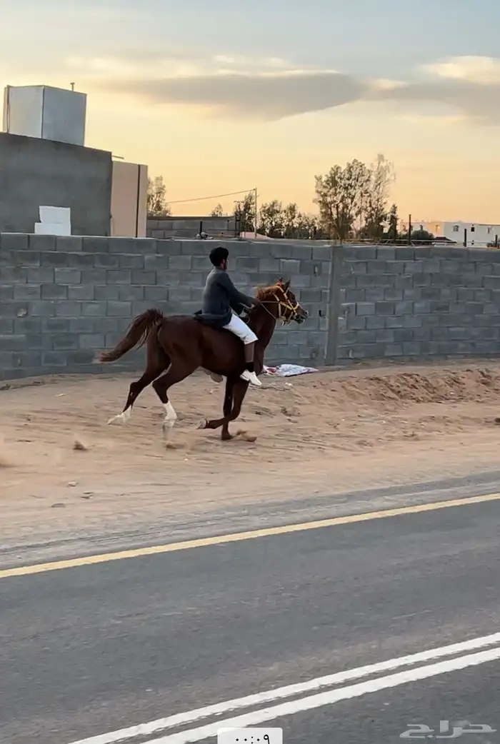 للبيع حصان عربي واهو العمر 10 به كدمه باليد اليمين بس 2