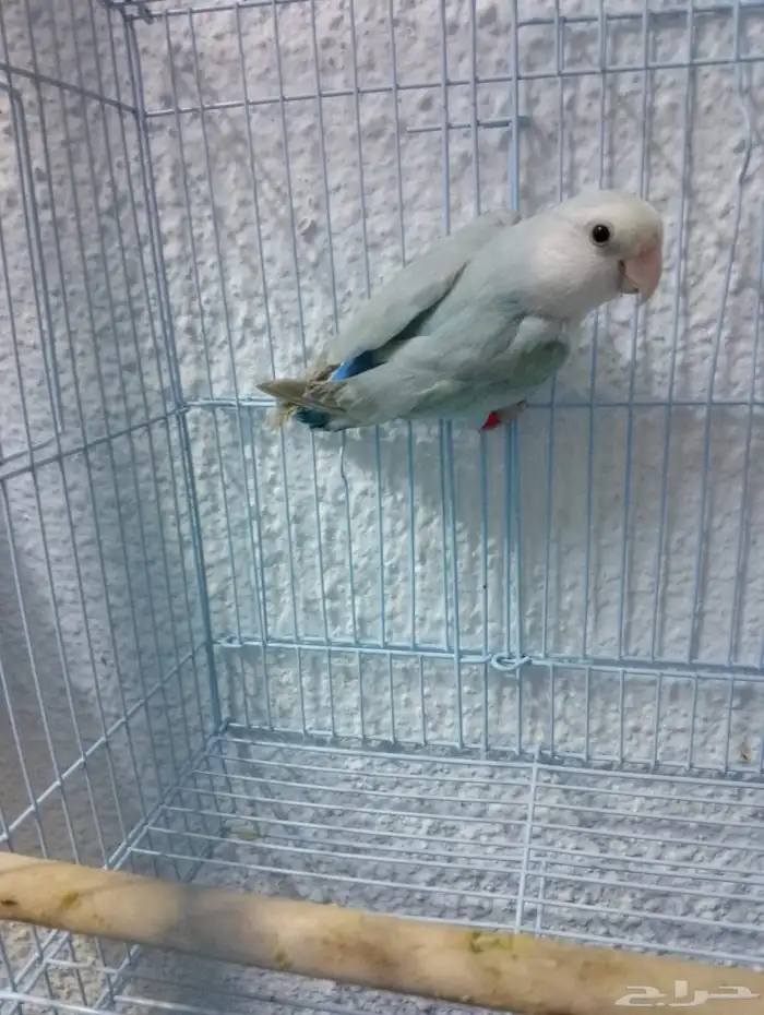 طيور روز ( أنثى ) جاهزه للإنتاج 1