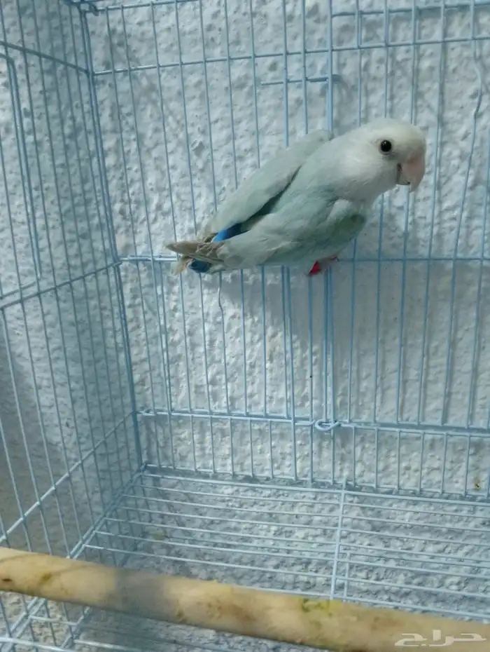 طيور روز ( أنثى ) جاهزه للإنتاج 0