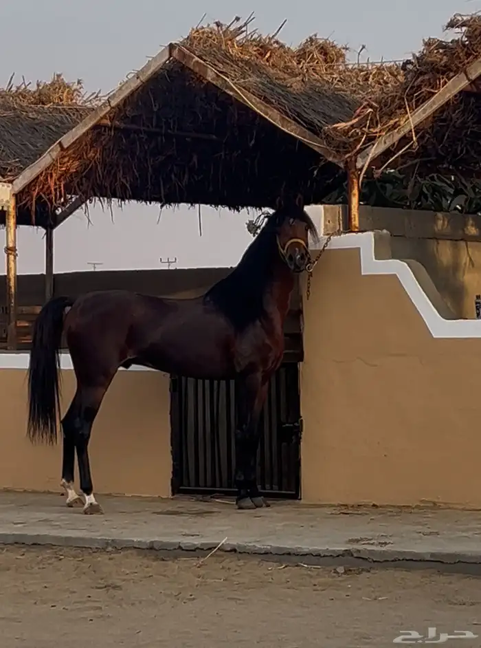 خيل ايواء مربط اعز النواصي المظيلف 2